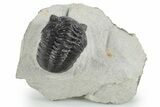 Morocconites Trilobite Fossil - Ofaten, Morocco #347296-3